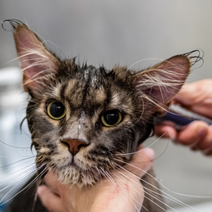 CUIDADOS PARA ANIMAIS